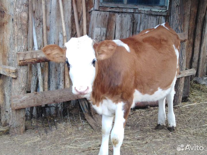 Корова тёлка