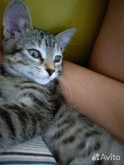 Котенок, девочка