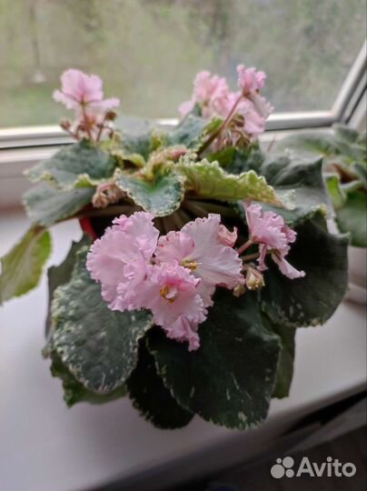 Цветы фиалки