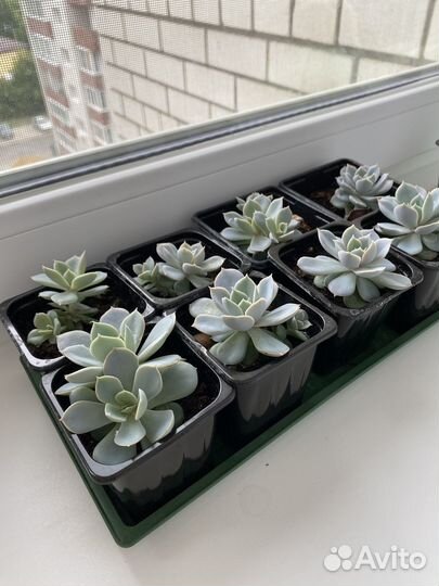 Суккуленты