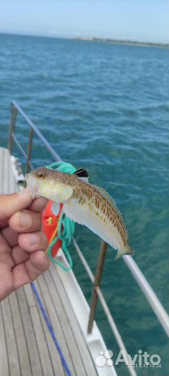 Морская рыбалка