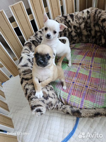 Щенки чихуахуа девочки