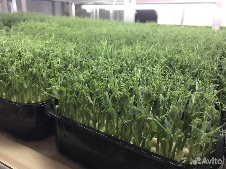 Микрозелень горох