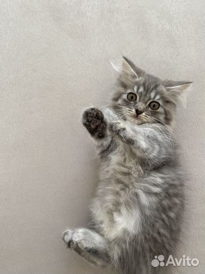 Котенок мальчик в добрые руки