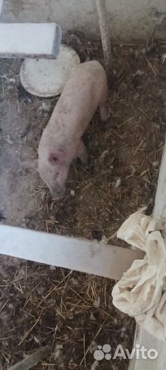 Поросята ландрас