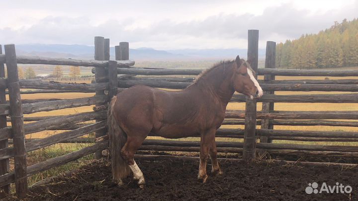 Жеребец Рус.Тяж