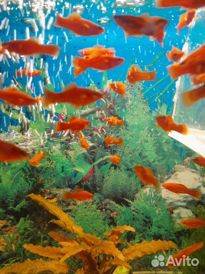 Меченосцы, гуппи