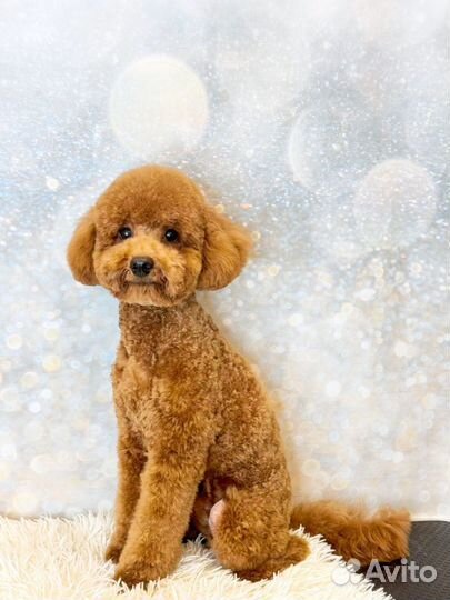 Вязка кобель той пудель