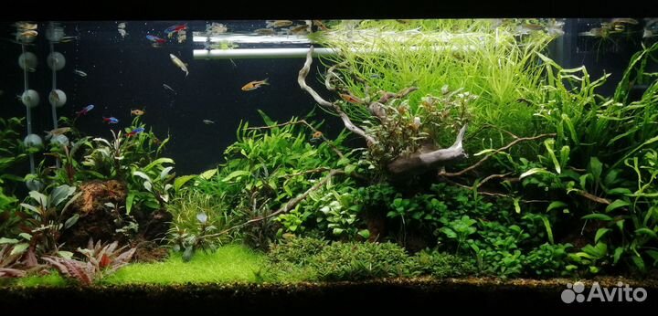 Растения для аквариума