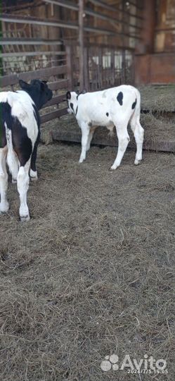 Телята бычки