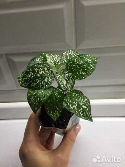 Гипоэстесс 2 расцветки