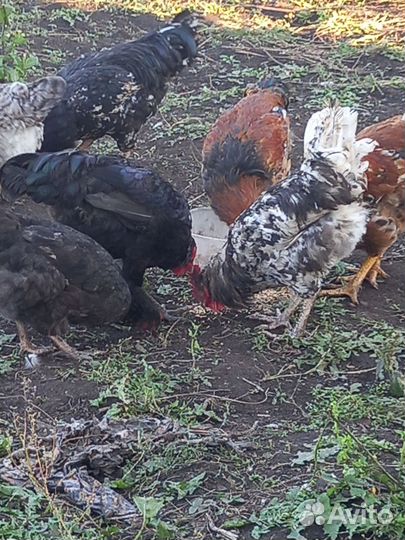 Петухи
