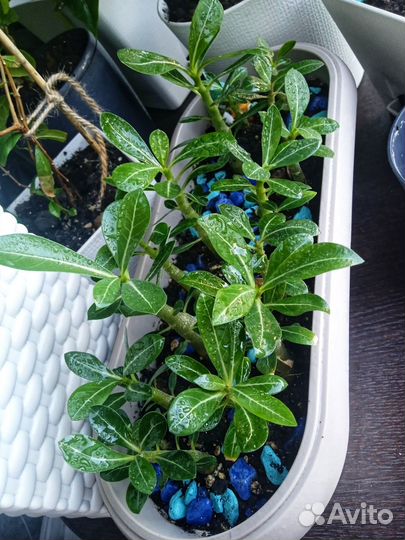 Суккуленты Адениума