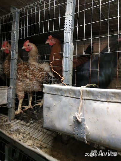 Молодые петухи