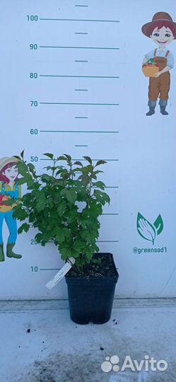 Саженцы Калины красной