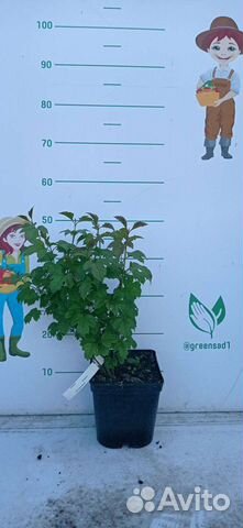 Саженцы Калины красной