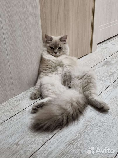 Кот на вязку