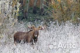 Организация охоты