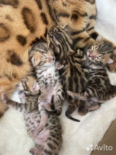 Бенгальская кошка