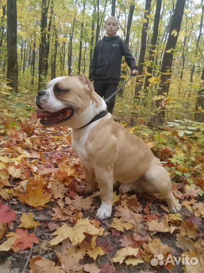 Вязка амбулли