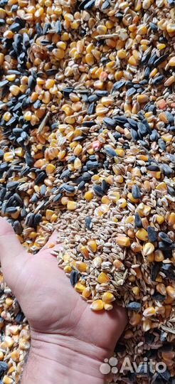 Корма ст. Смоленская