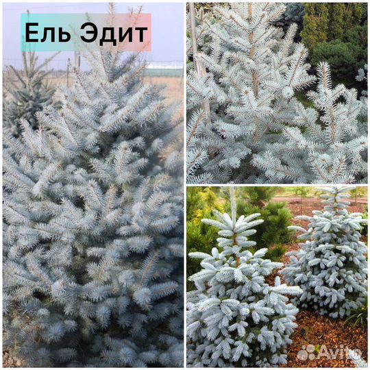 Ель Хупси, Глаука Глобоза, Лаки Страйк, Акрокона