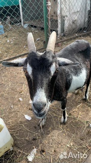 Коза дойная