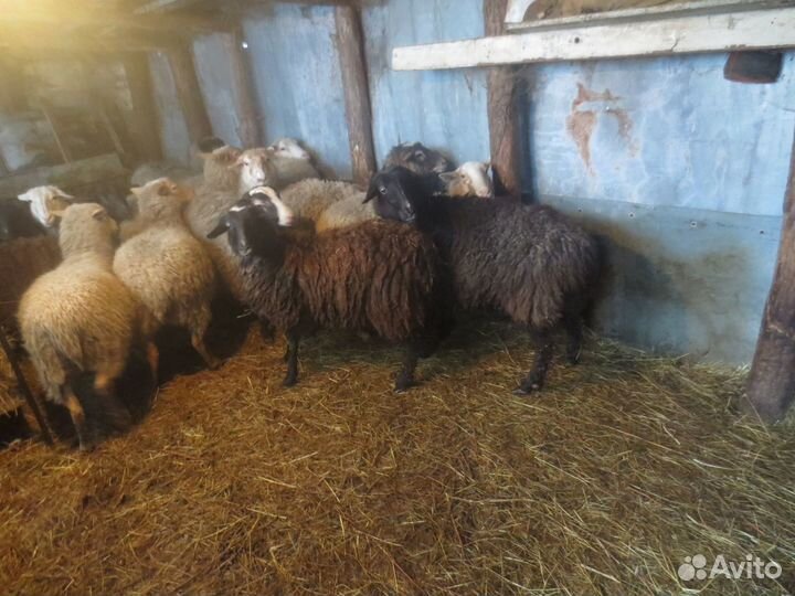 Навоз бесплатно