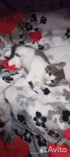 Котята в добрые руки бесплатно