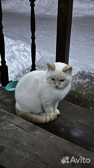 Котик в добрые руки