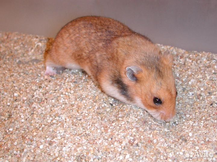 Крысы, джунгарские и сирийские хомяки