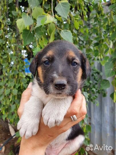 Очаровательный щенок 1 месяц в добрые руки