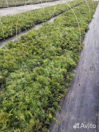 Туя смарагд саженцы