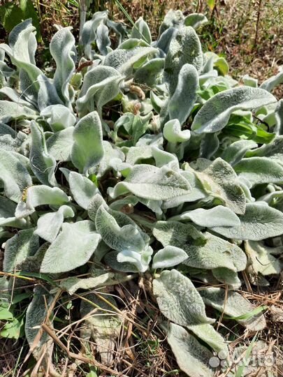 Душица, мелисса, заячьи ушки, очиток и др