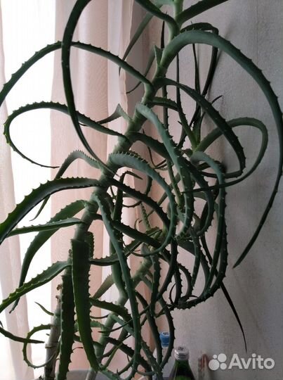 Алоэ лечебный