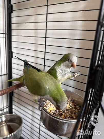 Попугай калита,монах,квакер