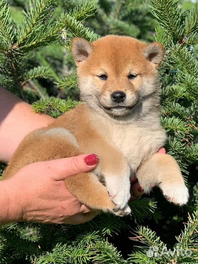 Сиба ину девочка