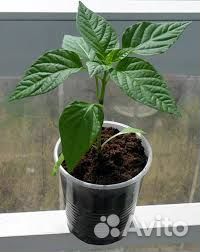 Рассада: перцы, помидоры, баклажаны