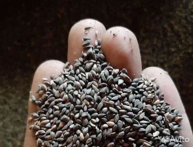 Доставка семян сосны