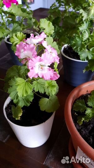 Пеларгония Королевская сортовая