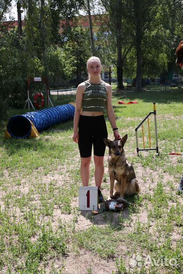 Занятия по дрессировке и воспитанию собак