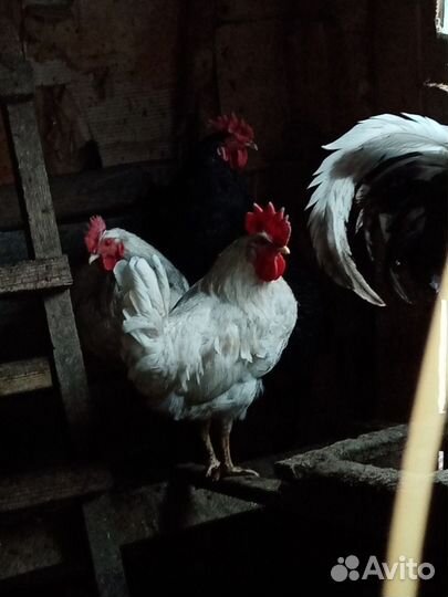 Петухи