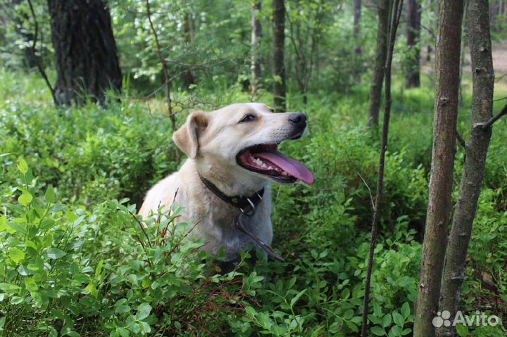 Собака - улыбка