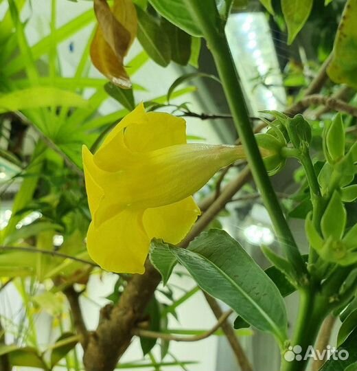 Алламанда Allamanda schottii укорененные черенки