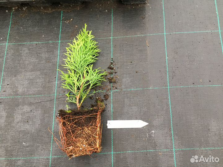 Туя западная «Смарагд»