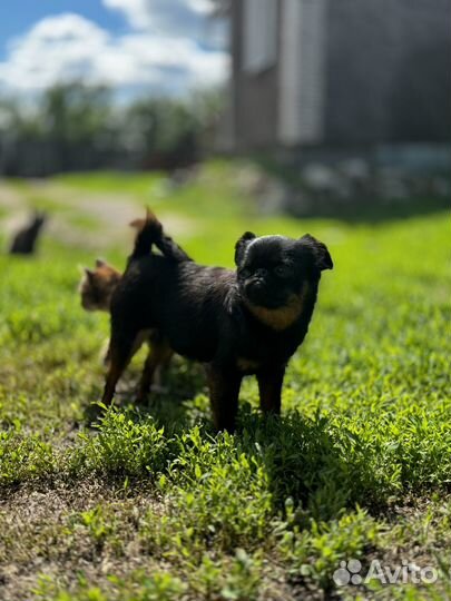 Пти брабансон мальчик