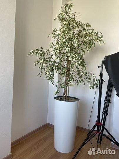 Фикус бенджамина большой