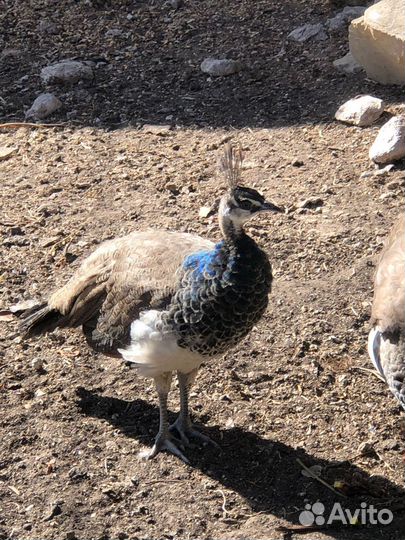 Павлиненок