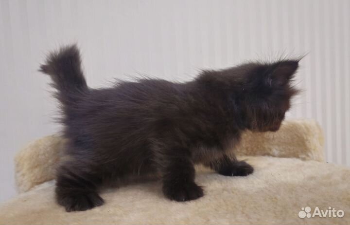 Котята курильский бобтейл