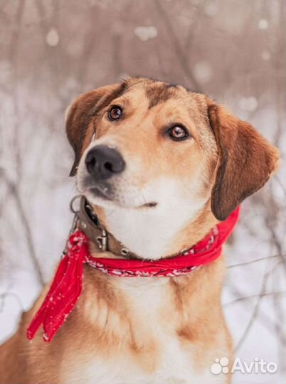 Собака в добрые руки